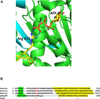 AlphaFold predicted structure of the Hsp90-like domains of the neurodegeneration linked protein sacsin reveals key residues for ATPase activity